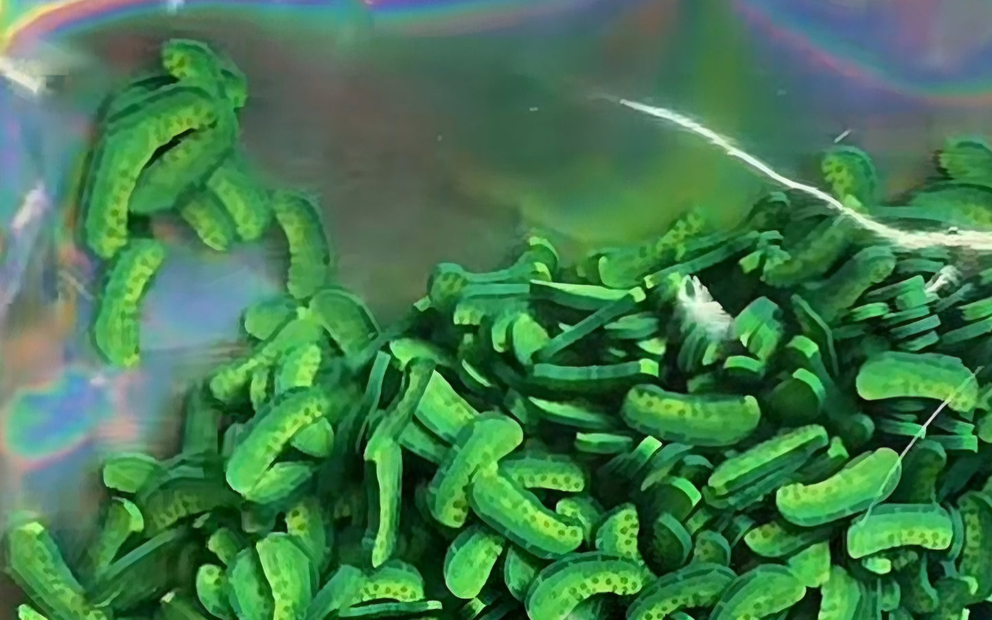 Pickles